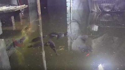 Жительница Кузбасса разводит карпов в подвале, чтобы обратить внимание на регулярные затопления